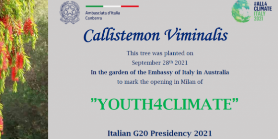 Un albero per ricordare Youth4Climate 2021
